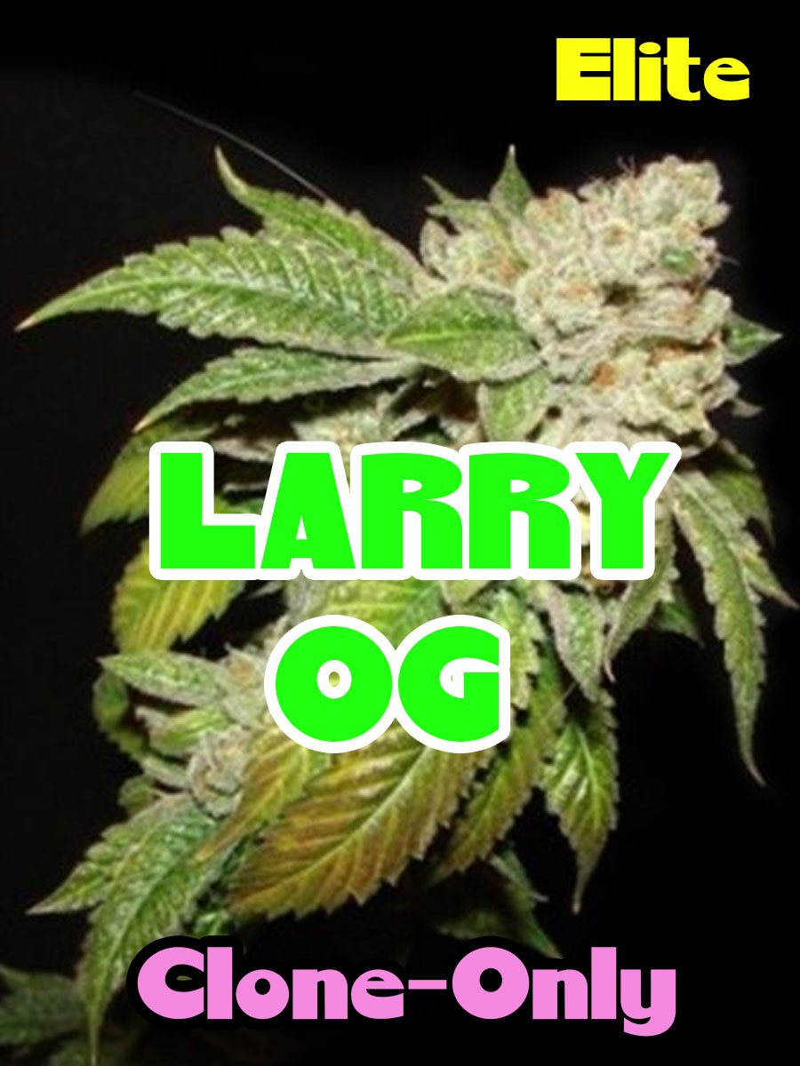 Larry OG